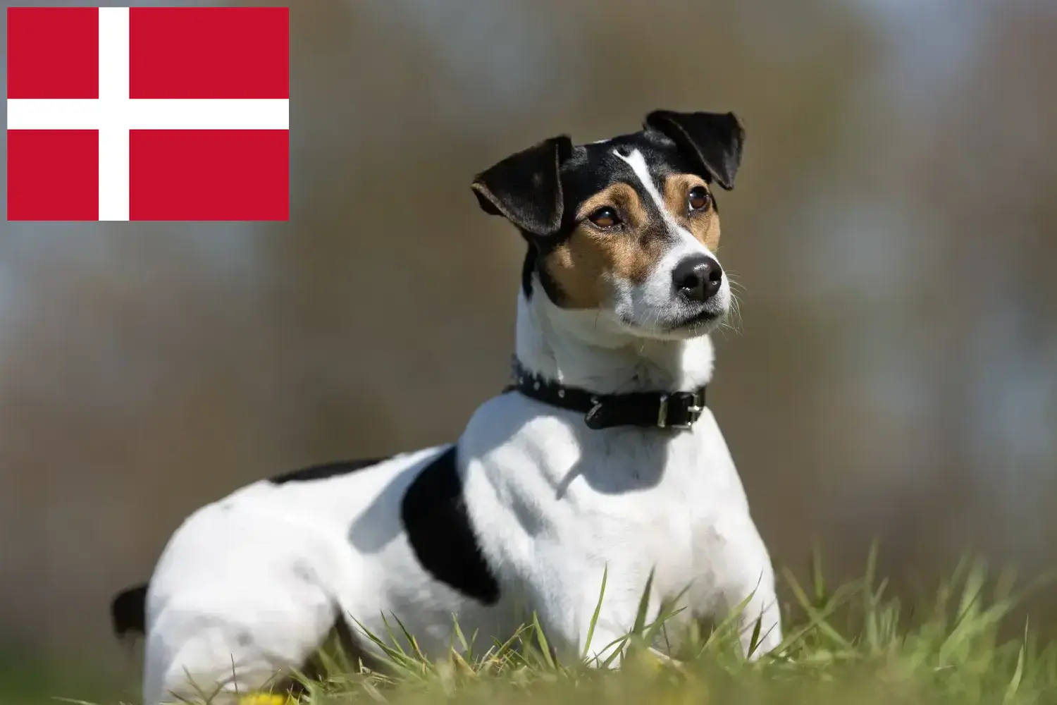 Dán-svéd farmkutyakölykök és tenyésztők Dánia Itt talál dán-svéd farmkutyatenyésztőket Dániában.