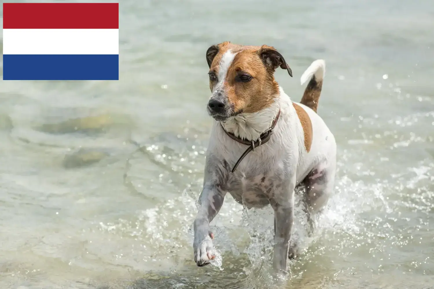 Dán-svéd farmkutyakölykök és tenyésztők Hollandia Itt talál dán-svéd farmkutyatenyésztőket Hollandiában.