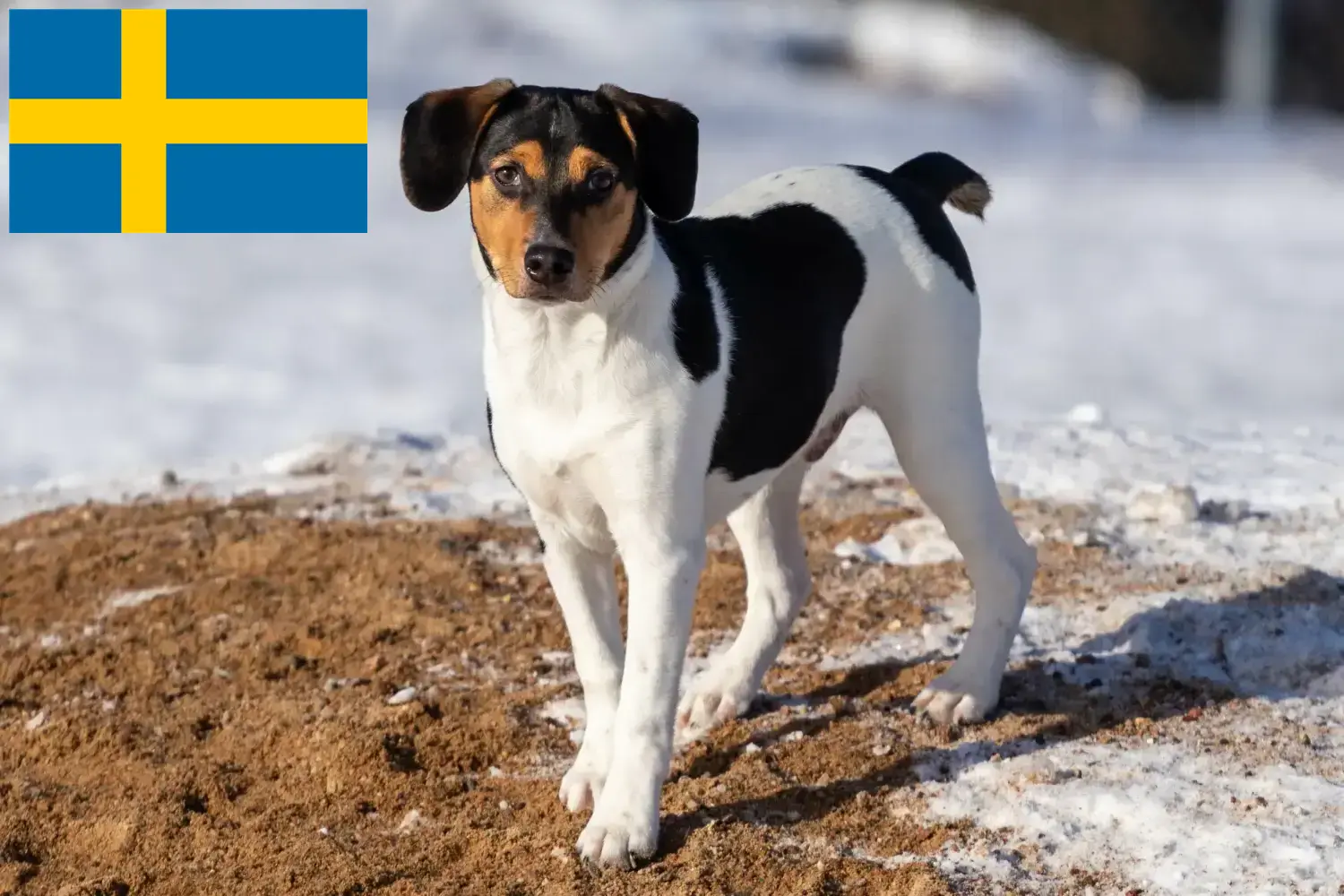 Dán-svéd farmkutyakölykök és tenyésztők Svédországban Svédországi dán-svéd farmkutyatenyésztőket itt talál.