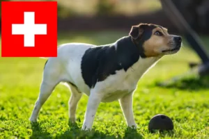 Read more about the article Dán-svéd farmkutyatenyésztők és kölykök Svájcban