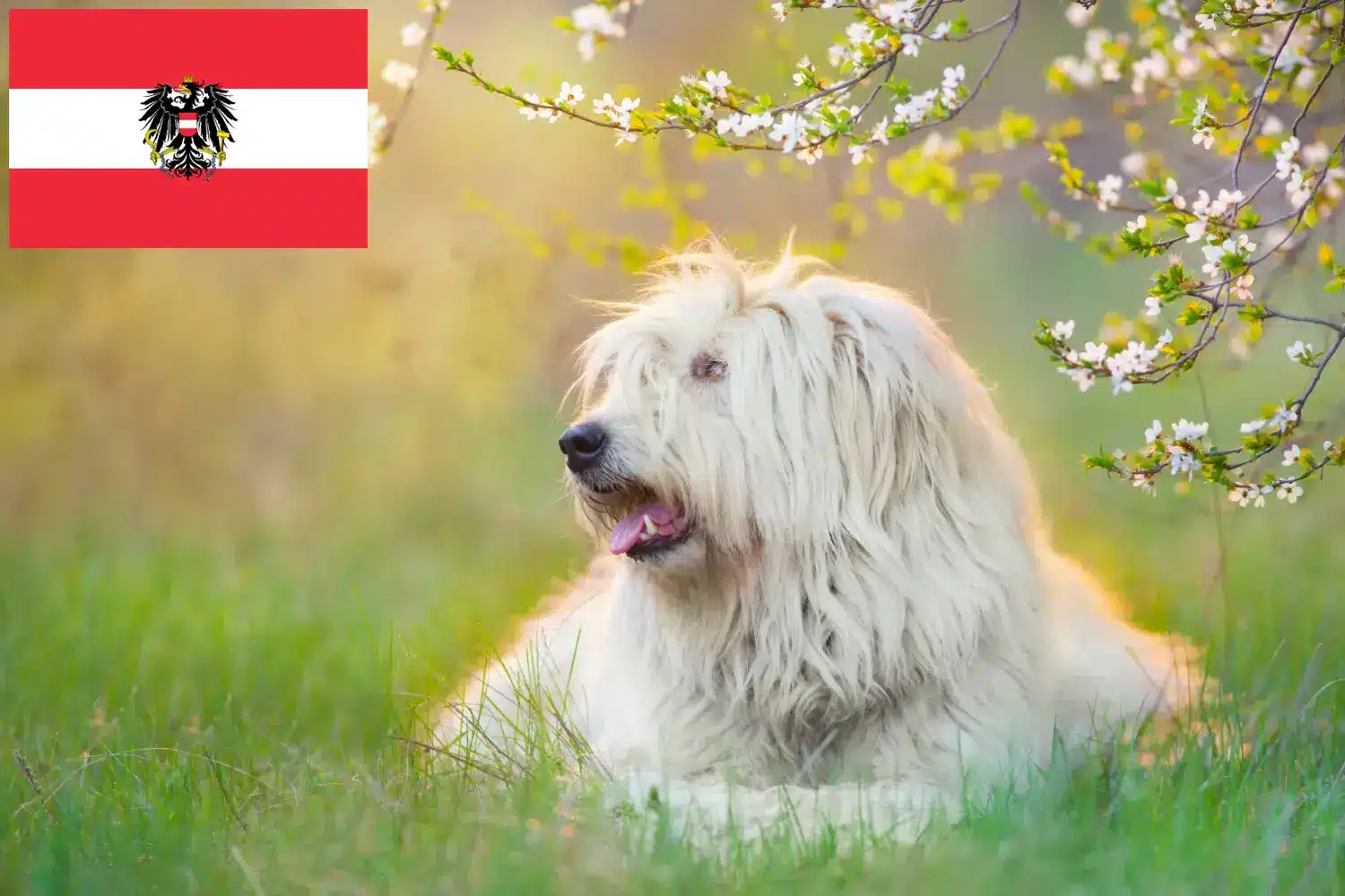 Dél-orosz Ovtcharka kiskutyák és tenyésztők Ausztria Itt találhat dél-oroszországi ovtcharkas tenyésztőket Ausztriában.