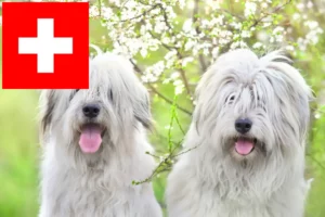 Read more about the article Dél-orosz Ovtcharka tenyésztők és kölykök Svájcban