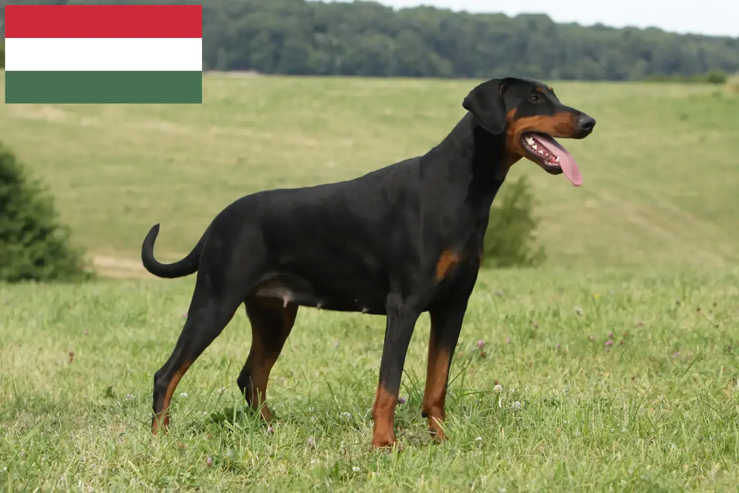 Dobermann kölykök és tenyésztők Magyarország Magyarországi dobermann tenyésztőket itt találsz.