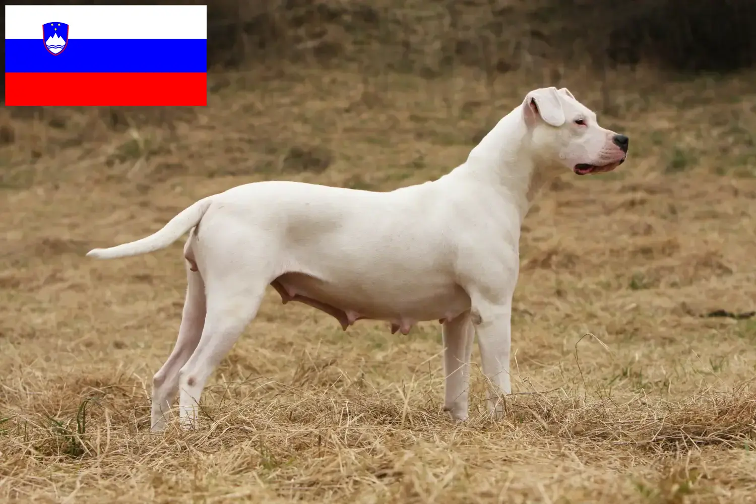 Dogo Argentino kiskutyák és tenyésztők Szlovénia Keress Dogo Argentinos tenyésztőket Szlovéniában.