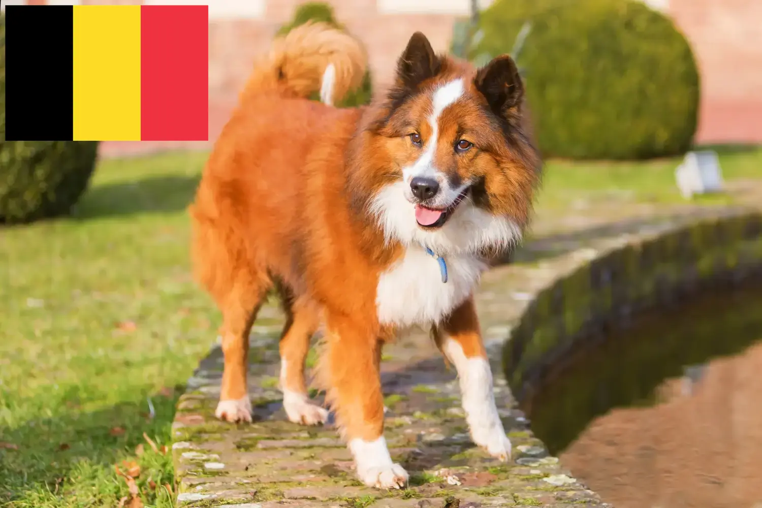 Elo kiskutyák és tenyésztők Belgium Itt talál Elos tenyésztőket Belgiumban.