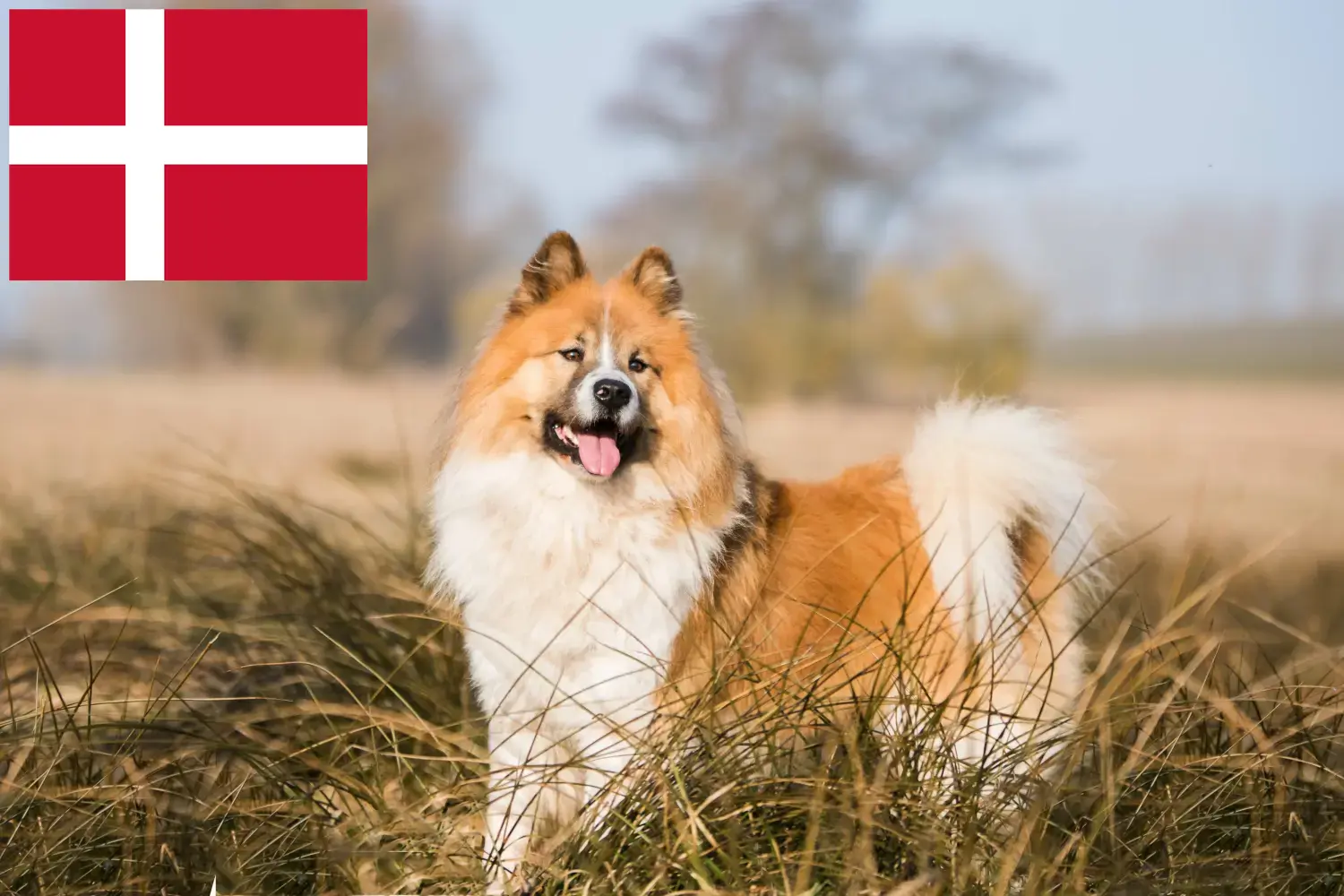 Elo kiskutyák és tenyésztők Dánia Itt talál Elos tenyésztőket Dániában.