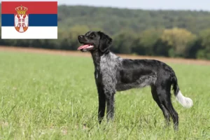 Read more about the article Epagneul Breton tenyésztők és kölykök Szerbiában