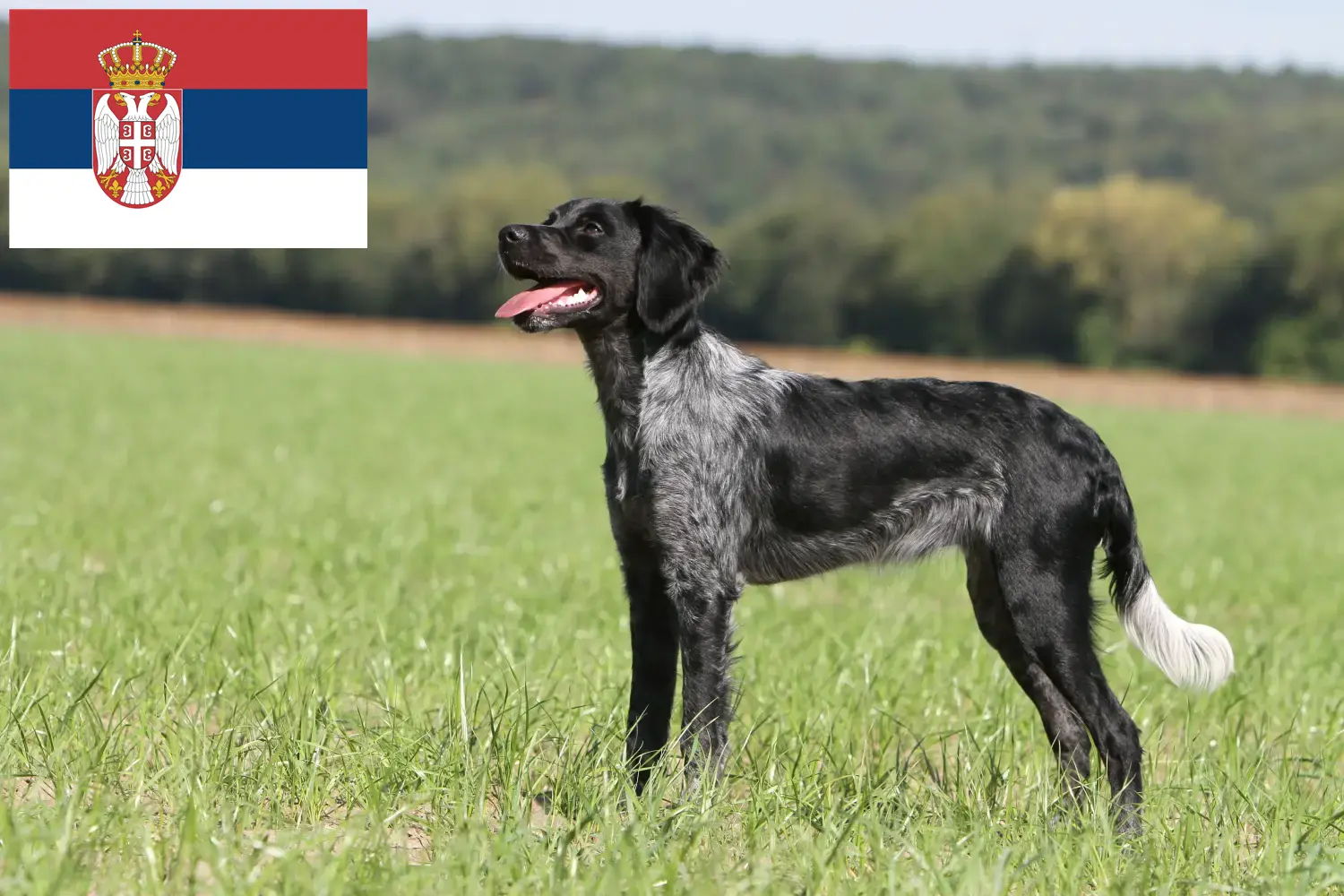 Epagneul Breton kiskutyák és tenyésztők Szerbia Itt talál Epagneul Breton tenyésztőket Szerbiában.