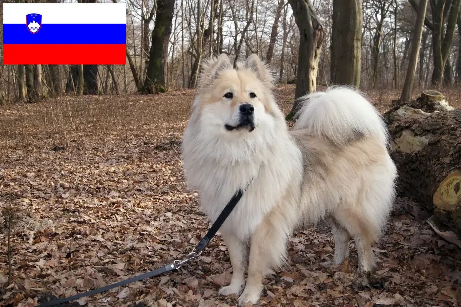Eurasier kiskutyák és tenyésztők Szlovénia Szlovéniai Eurasier tenyésztőket itt találsz.