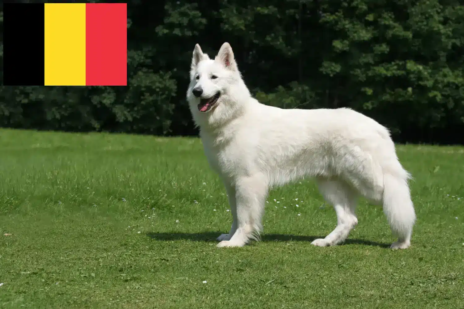 Fehér svájci juhász kiskutyák és tenyésztő Belgium Találd meg a Fehér svájci juhászkutya tenyésztőket Belgiumban.