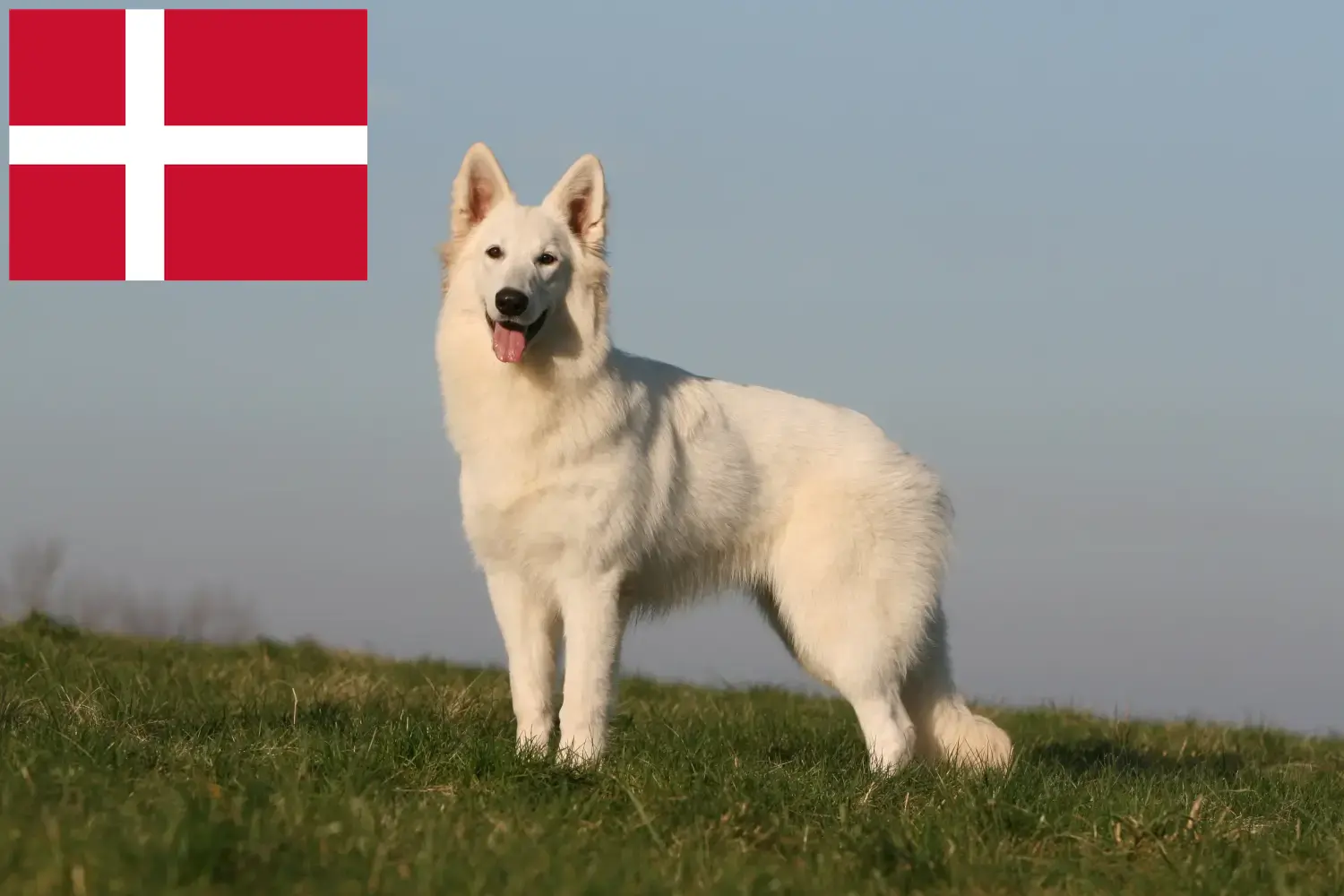 Fehér svájci juhász kiskutyák és tenyésztő Dánia Találd meg a Fehér svájci juhászkutya tenyésztőket Dánia területén.