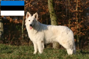 Read more about the article Fehér svájci juhászkutya tenyésztő és kölykök Észtországban