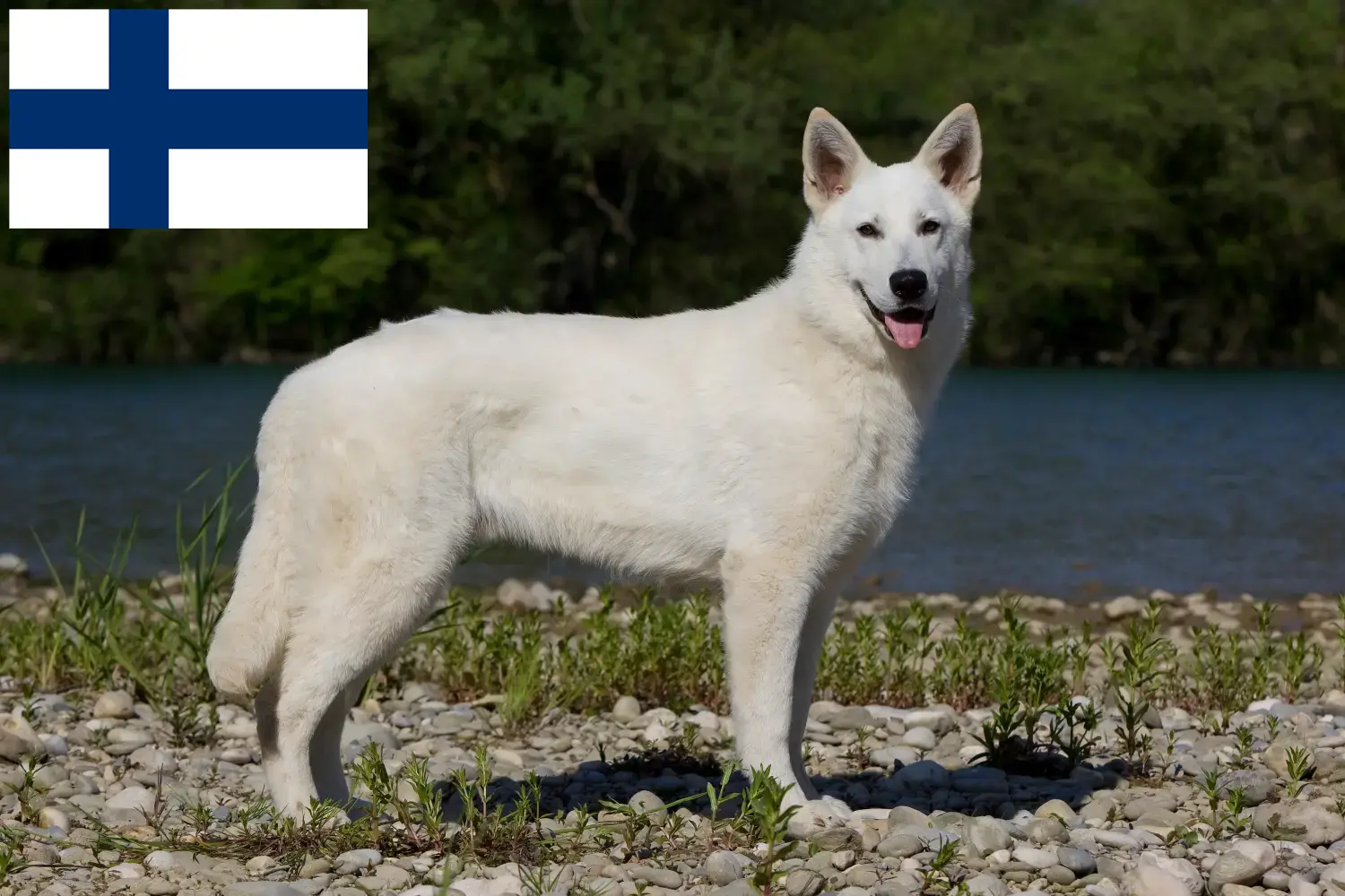 Fehér svájci juhászkutya kölykök és tenyésztő Finnország Találd meg a Fehér svájci juhászkutya tenyésztőket Finnországban.