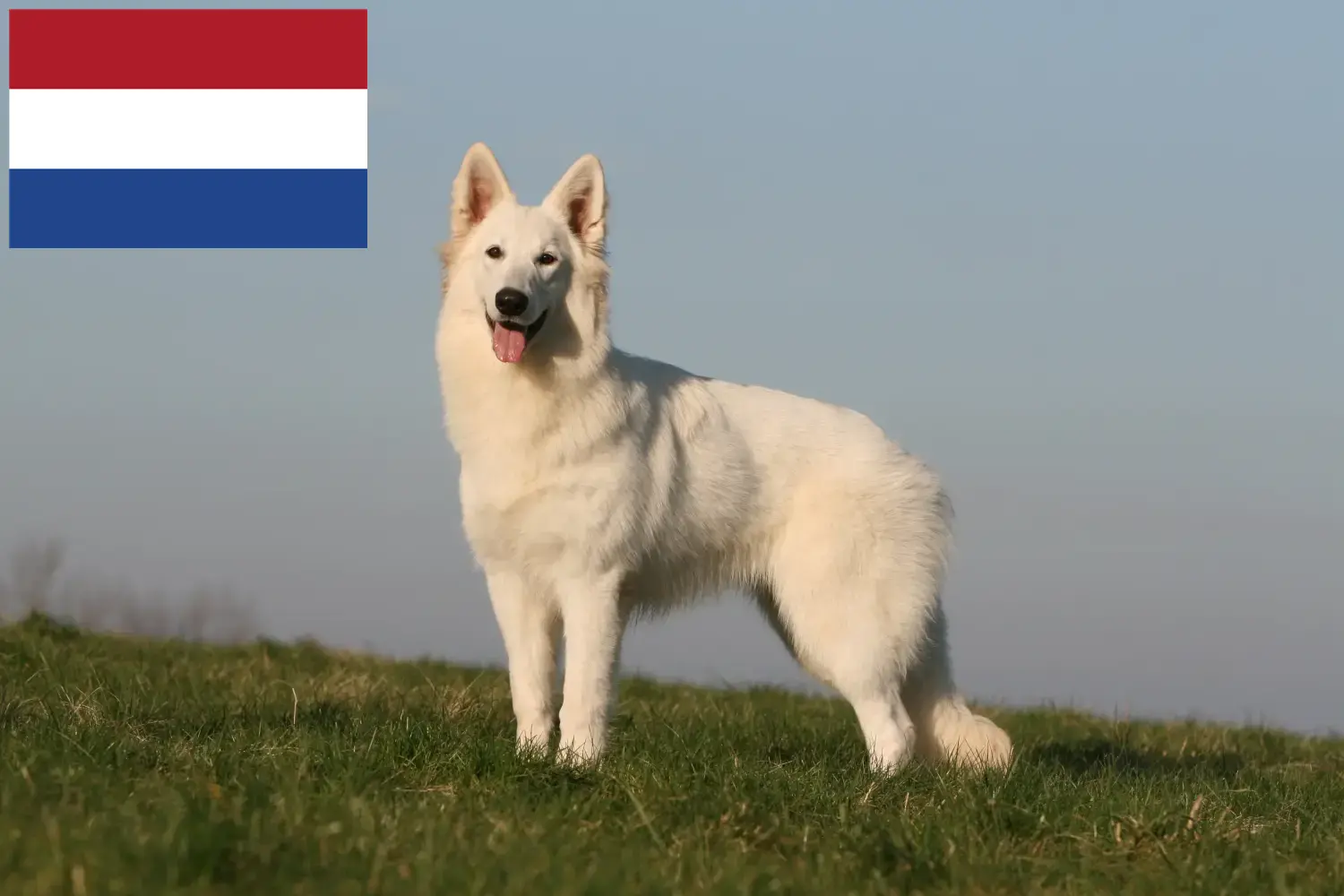 Fehér svájci juhász kiskutyák és tenyésztő Hollandia Találd meg a Fehér Svájci Pásztorkutya tenyésztőket Hollandia területén.
