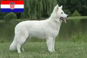Read more about the article Fehér svájci juhászkutya tenyésztő és kölykök Horvátországban