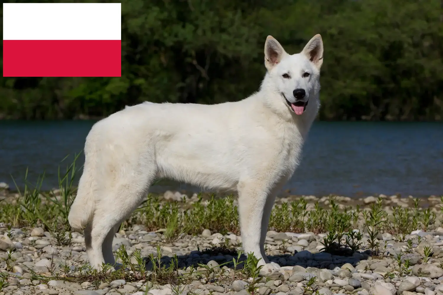 Fehér svájci juhászkutya kölykök és tenyésztő Lengyelország Találd meg a Fehér svájci juhászkutya tenyésztőket Lengyelországban.