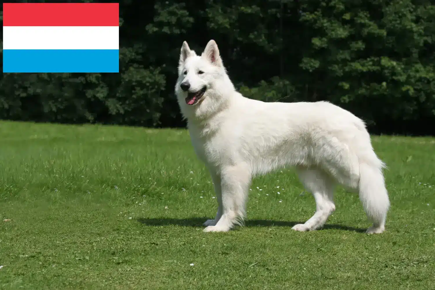 Fehér svájci juhászkutya kölykök és tenyésztő Luxembourg Találd meg a Fehér Svájci Pásztorkutya tenyésztőket Luxemburgban.