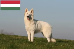 Read more about the article Fehér svájci juhászkutya tenyésztő és kölykök Magyarországon