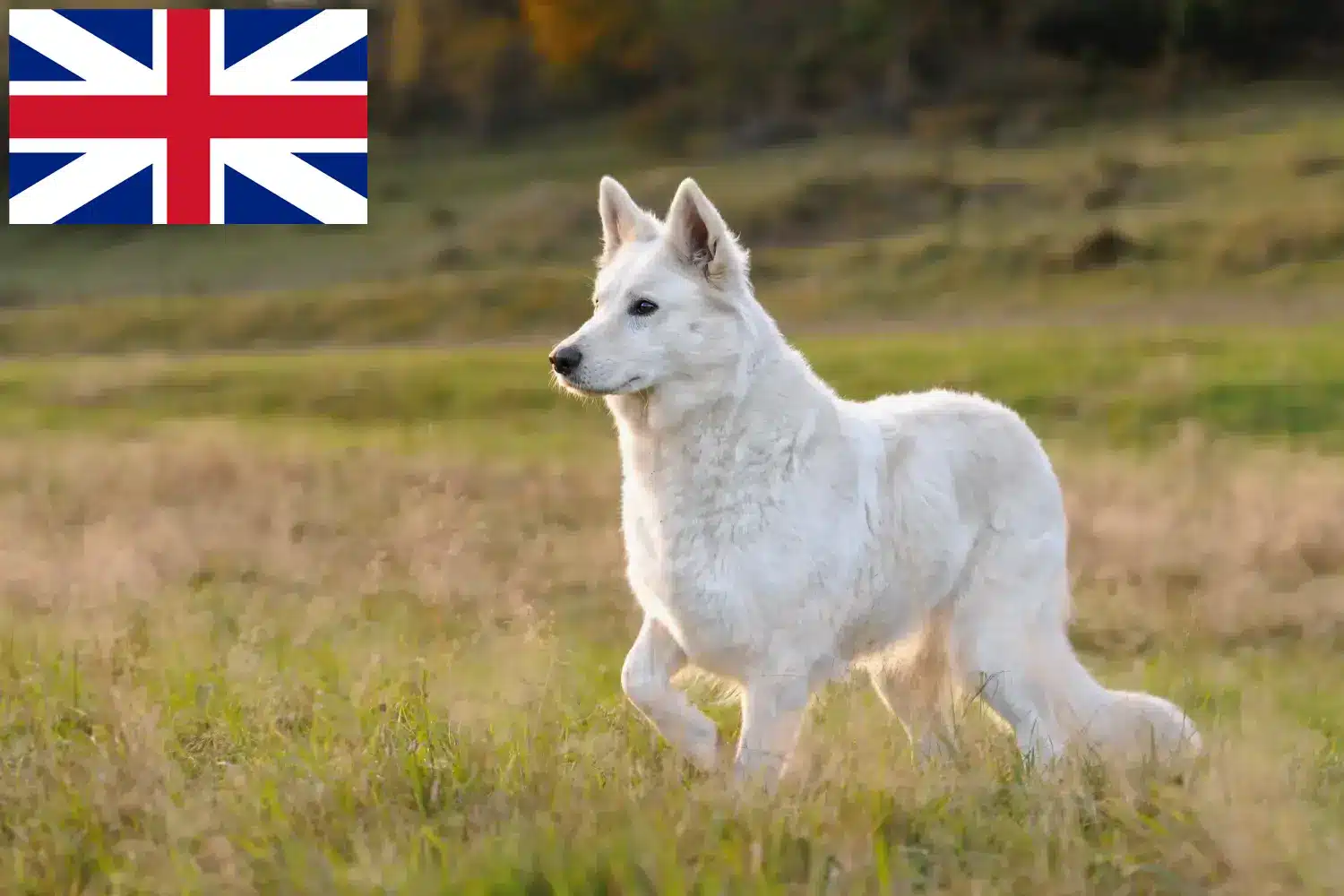 Fehér svájci juhász kiskutyák és tenyésztők Nagy-Britannia Fehér svájci juhászkutya tenyésztőket az Egyesült Királyságban itt talál.