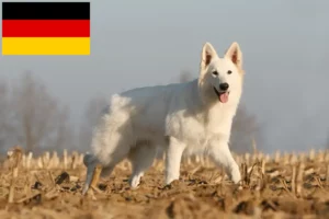 Read more about the article Fehér svájci juhászkutya tenyésztők és kölykök Németországban