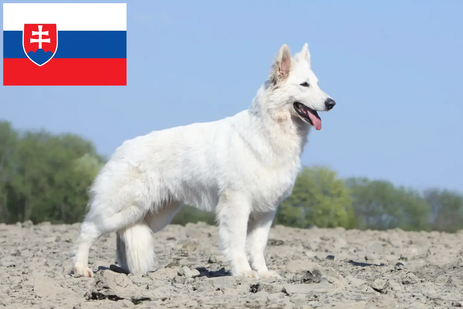Fehér svájci juhászkutya kölykök és tenyésztő Szlovákia Találd meg a Fehér svájci juhászkutya tenyésztőket Szlovákiában.