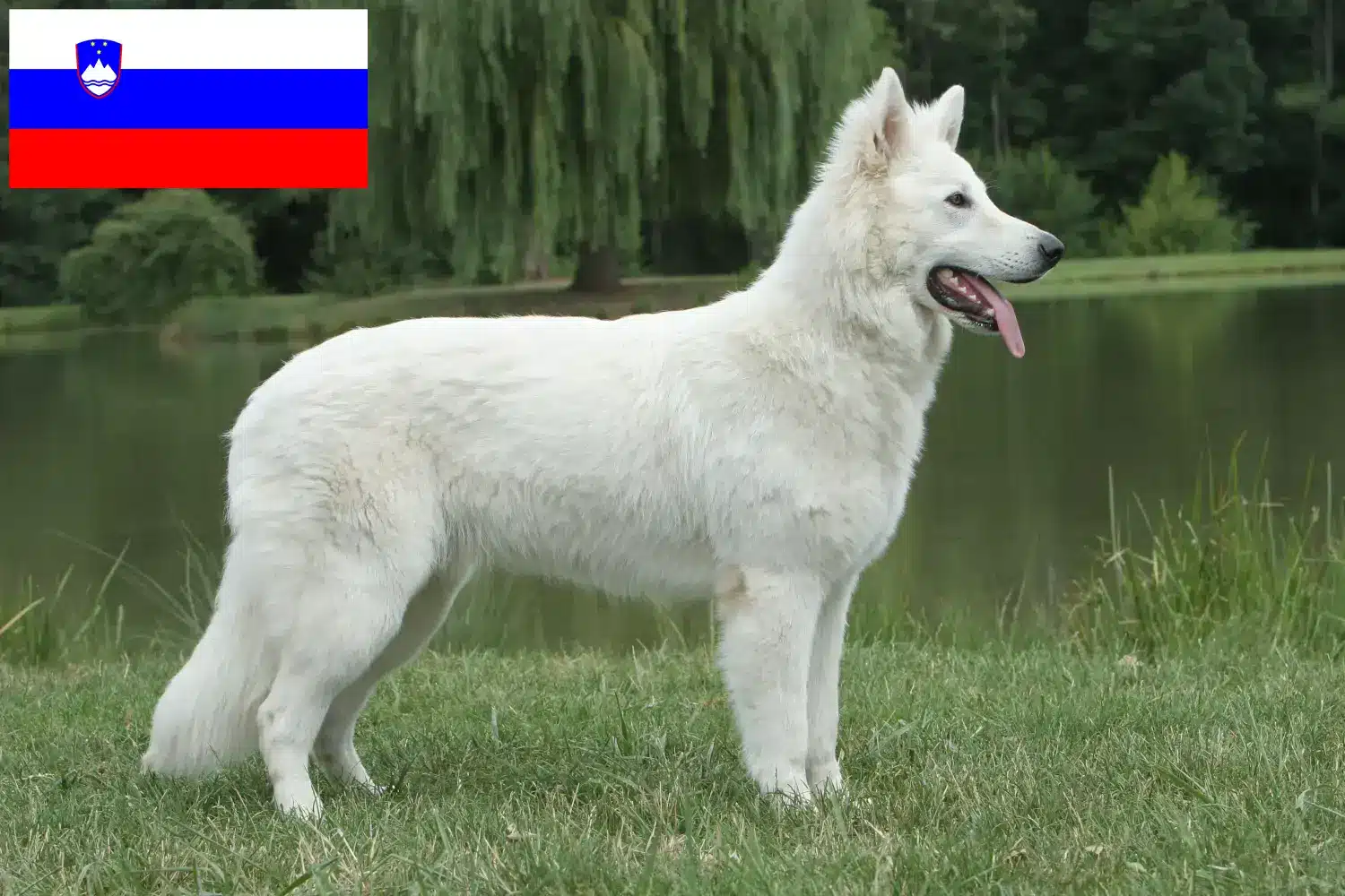 Fehér svájci juhász kiskutyák és tenyésztő Szlovénia Találd meg a Fehér svájci juhászkutya tenyésztőket Szlovéniában.