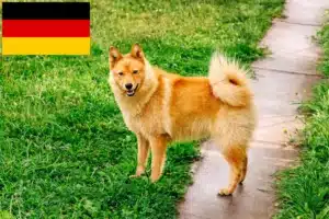 Read more about the article Finnenspitz tenyésztők és kiskutyák Németországban