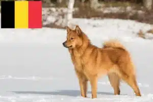Read more about the article Finnspitz tenyésztők és kölykök Belgiumban