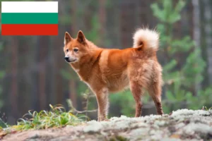 Read more about the article Finnspitz tenyésztők és kölykök Bulgáriában