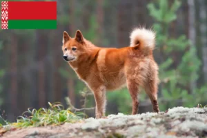 Read more about the article Finnspitz tenyésztők és kiskutyák Fehéroroszországban