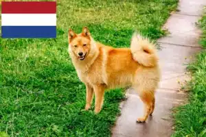Read more about the article Finnspitz tenyésztők és kölykök Hollandiában