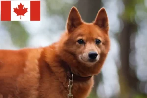 Read more about the article Finnspitz tenyésztők és kiskutyák Kanadában