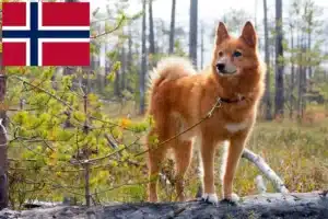 Read more about the article Finnspitz tenyésztők és kiskutyák Norvégiában
