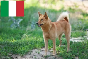 Read more about the article Finnspitz tenyésztők és kiskutyák Olaszországban