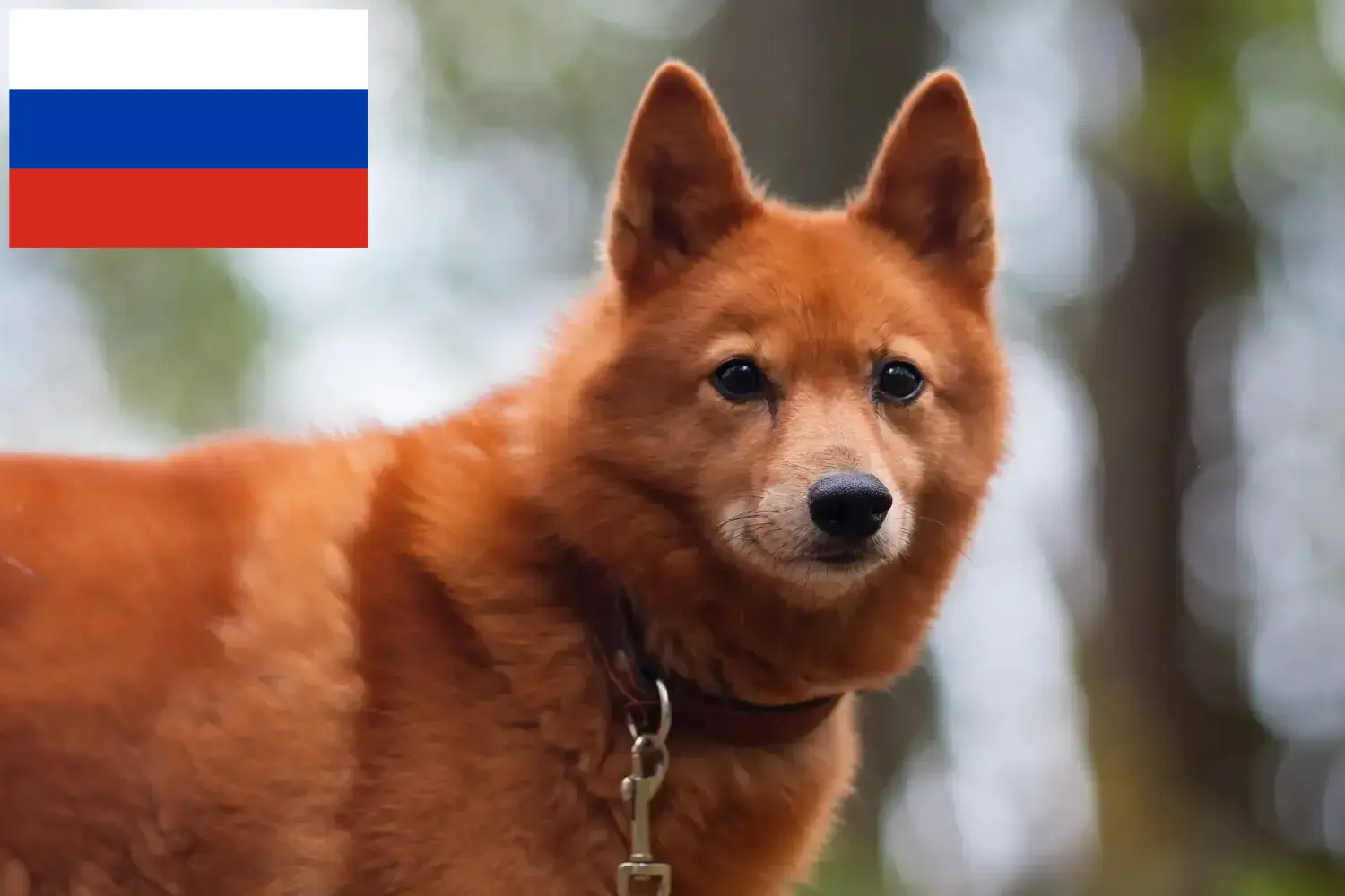 Finnspitz kölykök és tenyésztők Oroszország Itt találhat Finnenspitze tenyésztőket Oroszországban.