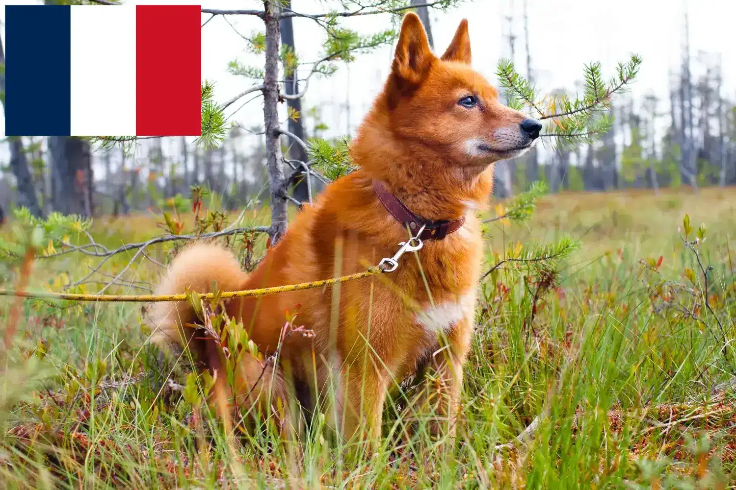 Read more about the article Finnspitz tenyésztők és kiskutyák Réunionon
