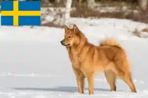 Read more about the article Finnspitz tenyésztők és kiskutyák Svédországban
