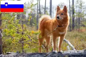 Read more about the article Finnspitz tenyésztők és kiskutyák Szlovéniában