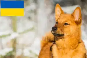 Read more about the article Finnspitz tenyésztők és kiskutyák Ukrajnában