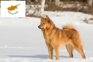Read more about the article Finnspitz tenyésztők és kiskutyák Cipruson