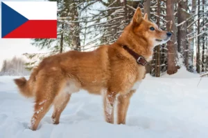 Read more about the article Finnspitz tenyésztők és kiskutyák Csehországban
