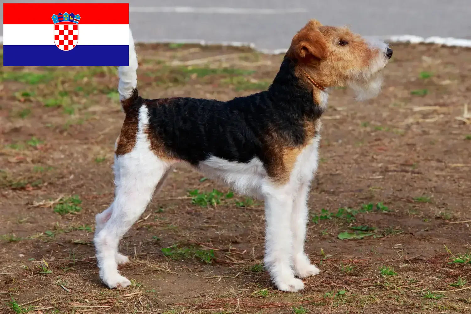 Foxterrier kölykök és tenyésztő Horvátország Horvátországban található Foxterrier tenyésztőket itt találja.
