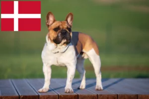 Read more about the article Francia bulldog tenyésztők és kiskutyák Dániában