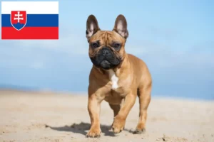 Read more about the article Francia bulldog tenyésztők és kölykök Szlovákiában
