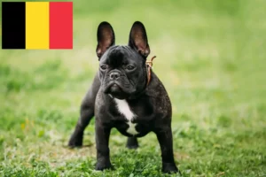 Read more about the article Francia bulldog tenyésztők és kölykök Belgiumban