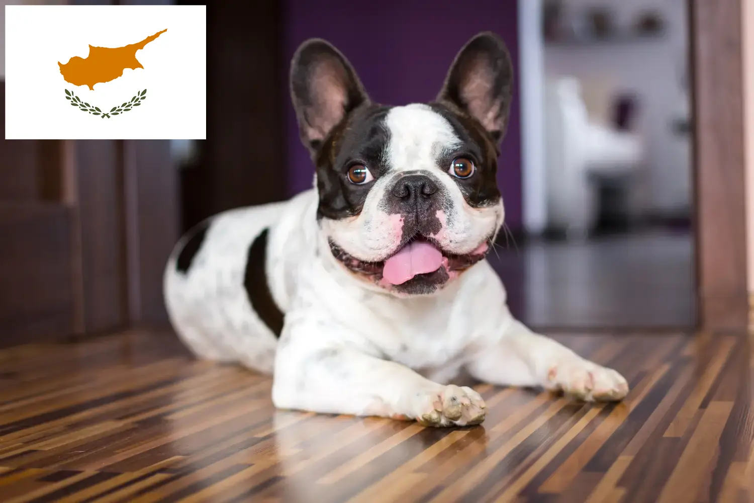 Francia bulldog kölykök és tenyésztők Ciprusi Köztársaság Francia bulldog tenyésztőket Cipruson itt talál.