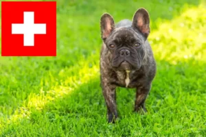 Read more about the article Francia bulldog tenyésztők és kölykök Svájcban