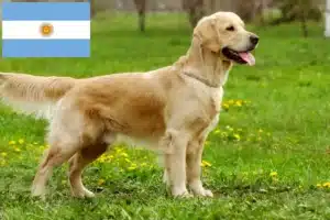 Read more about the article Golden Retriever tenyésztők és kölykök Argentínában