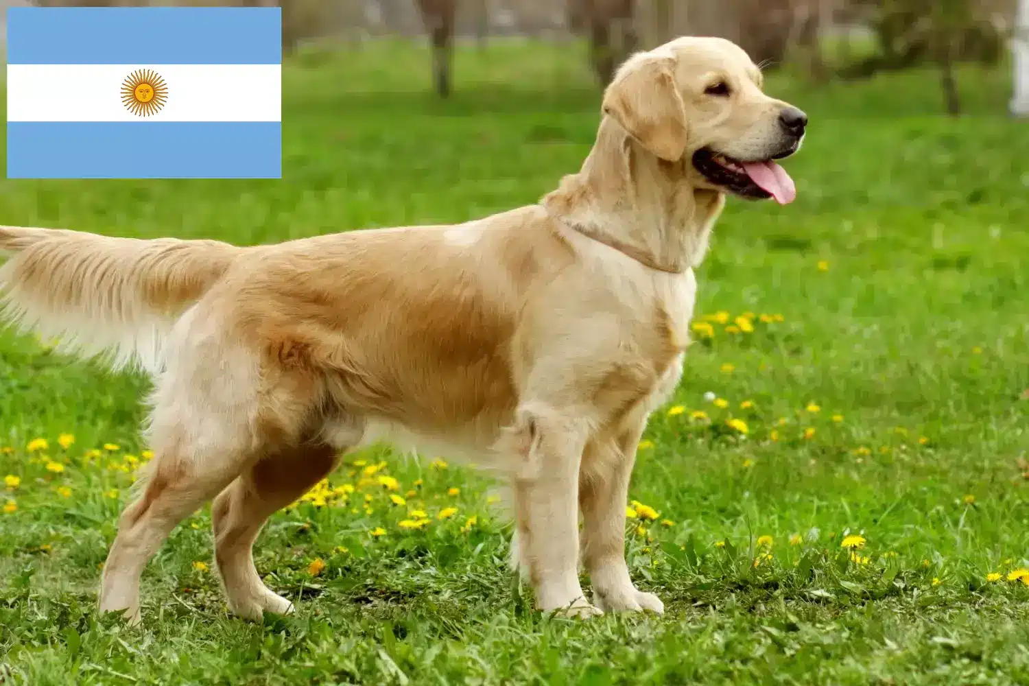 Golden Retriever kölykök és tenyésztők Argentína Itt megtalálja a Golden Retriever tenyésztőket Argentínában.