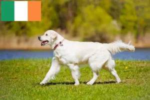 Read more about the article Golden Retriever tenyésztők és kölykök Írországban